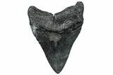 Fossil Megalodon Tooth - South Carolina #299431-1